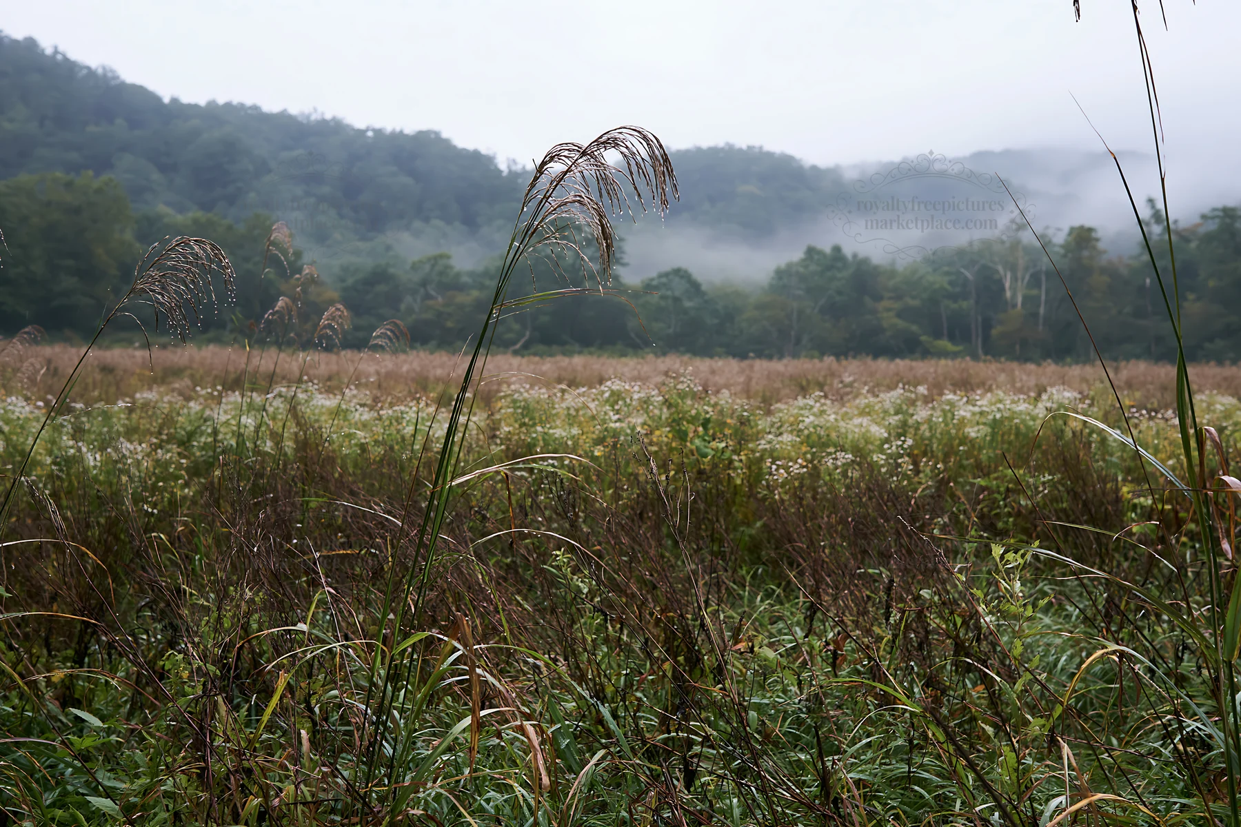Iwate rain refreshed meadow seedhead foreground - AI-generated stock image