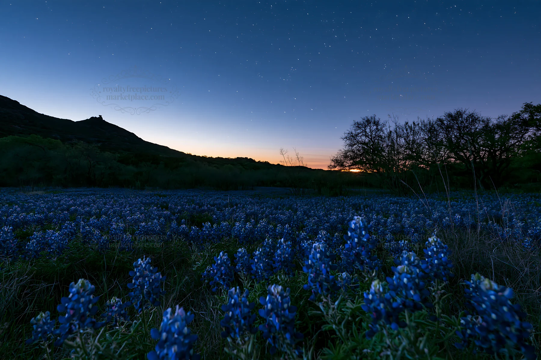 Bluebonnet meadow at sunrise with mountain backdrop - AI-generated stock image