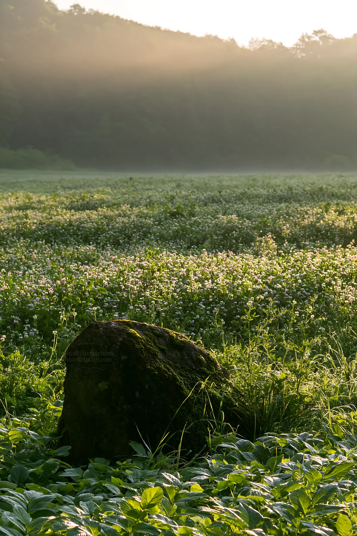 Miyagi spring recovery meadow mossy stone in a quiet field - AI-generated stock image