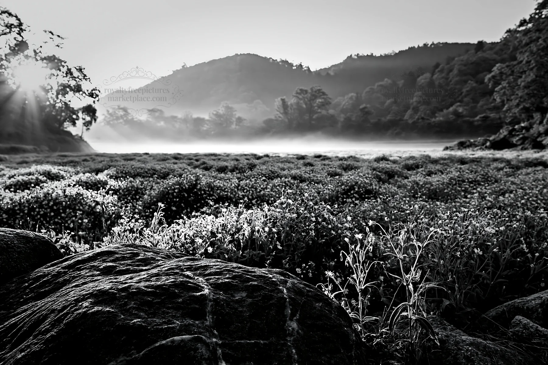 Black and white kyoto spring wildflower meadow stone foreground - AI-generated stock image
