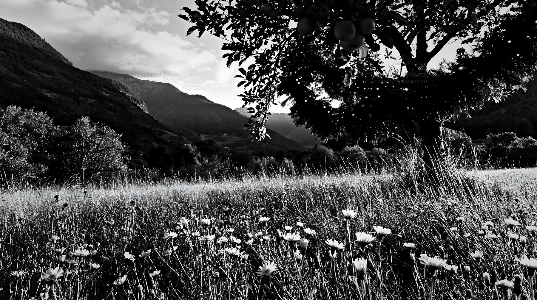 Dolomites meadow with apple tree and flowers in black and white - AI-generated stock image