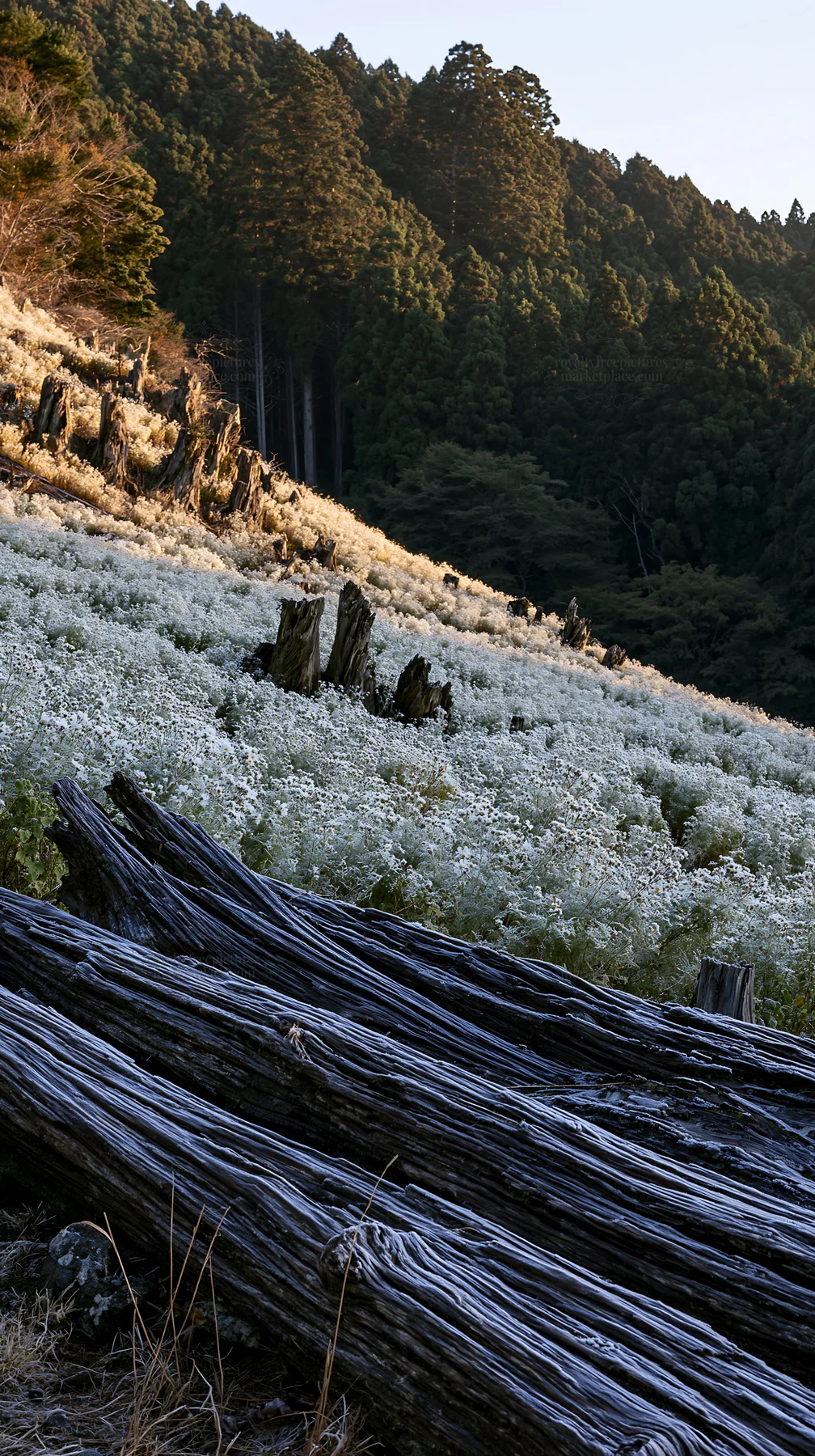 Wakayama autumn meadow weathered wood foreground - AI-generated stock image