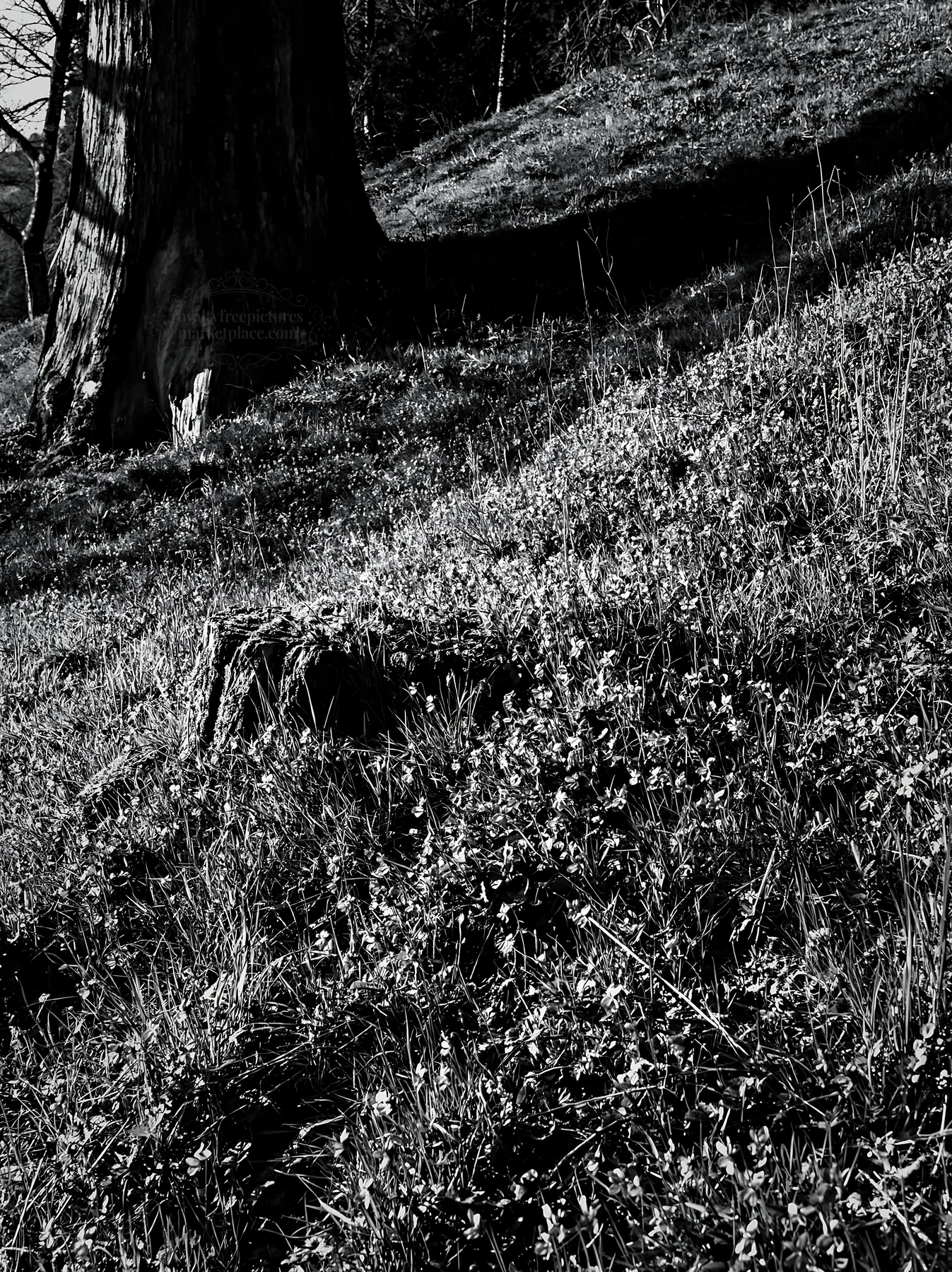 Fukushima meadow with weathered stump and grass - AI-generated stock image