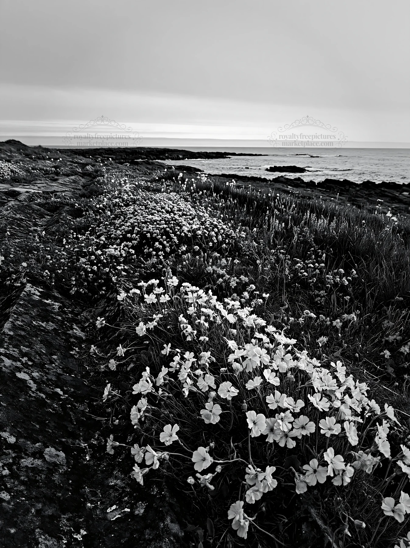 Black and white biodiverse meadow with flowers and coastline at sunset - AI-generated stock image