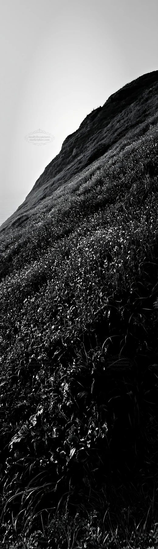Black and white coastal cliff meadow with green grass and wildflowers - AI-generated stock image