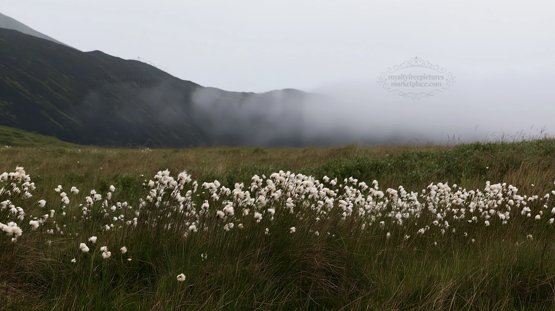 Meadow with seedheads and distant mountains covered in fog - AI-generated stock image