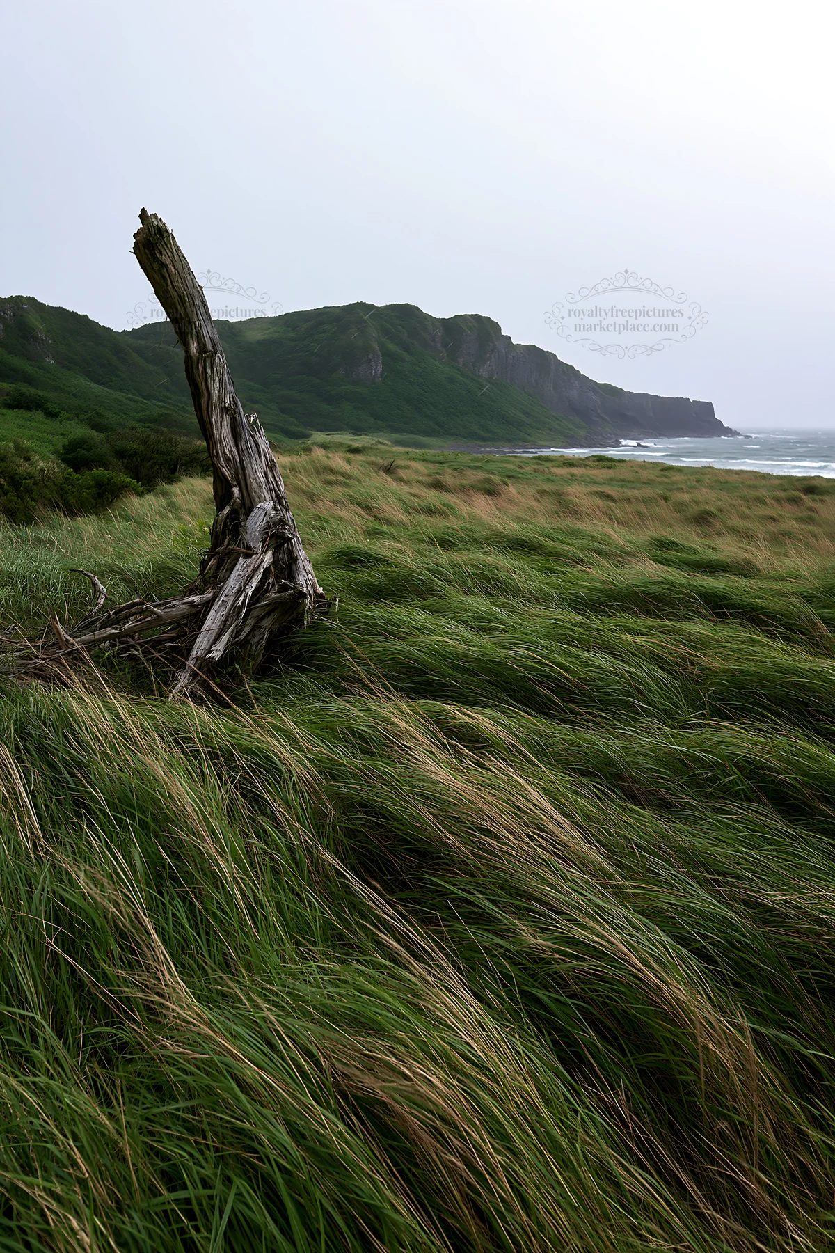Ishikawa coastal meadow storm washed driftwood in grass - AI-generated stock image