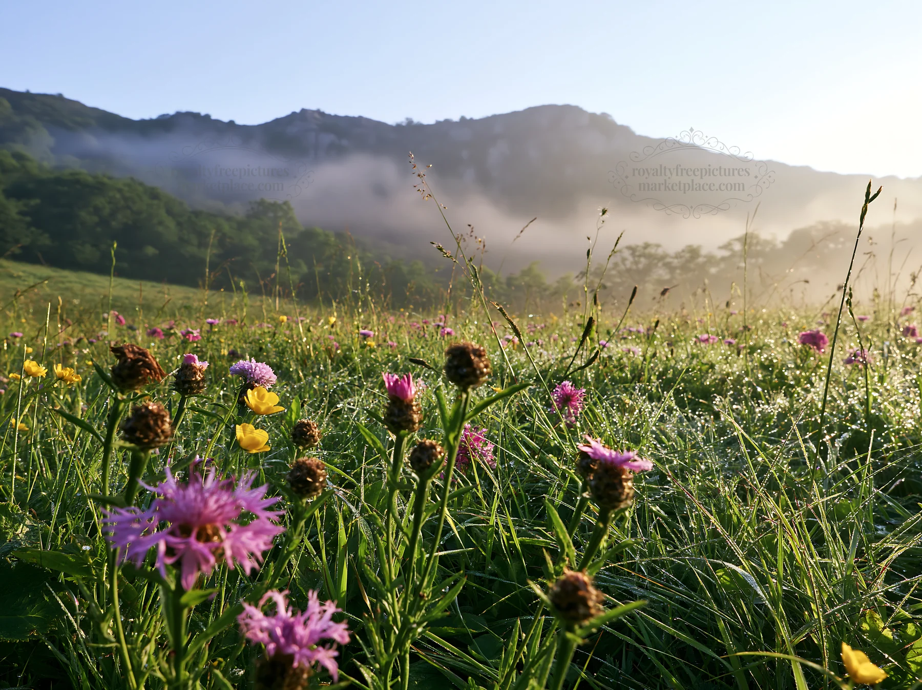 Meadow with knapweed under morning light - AI-generated stock image