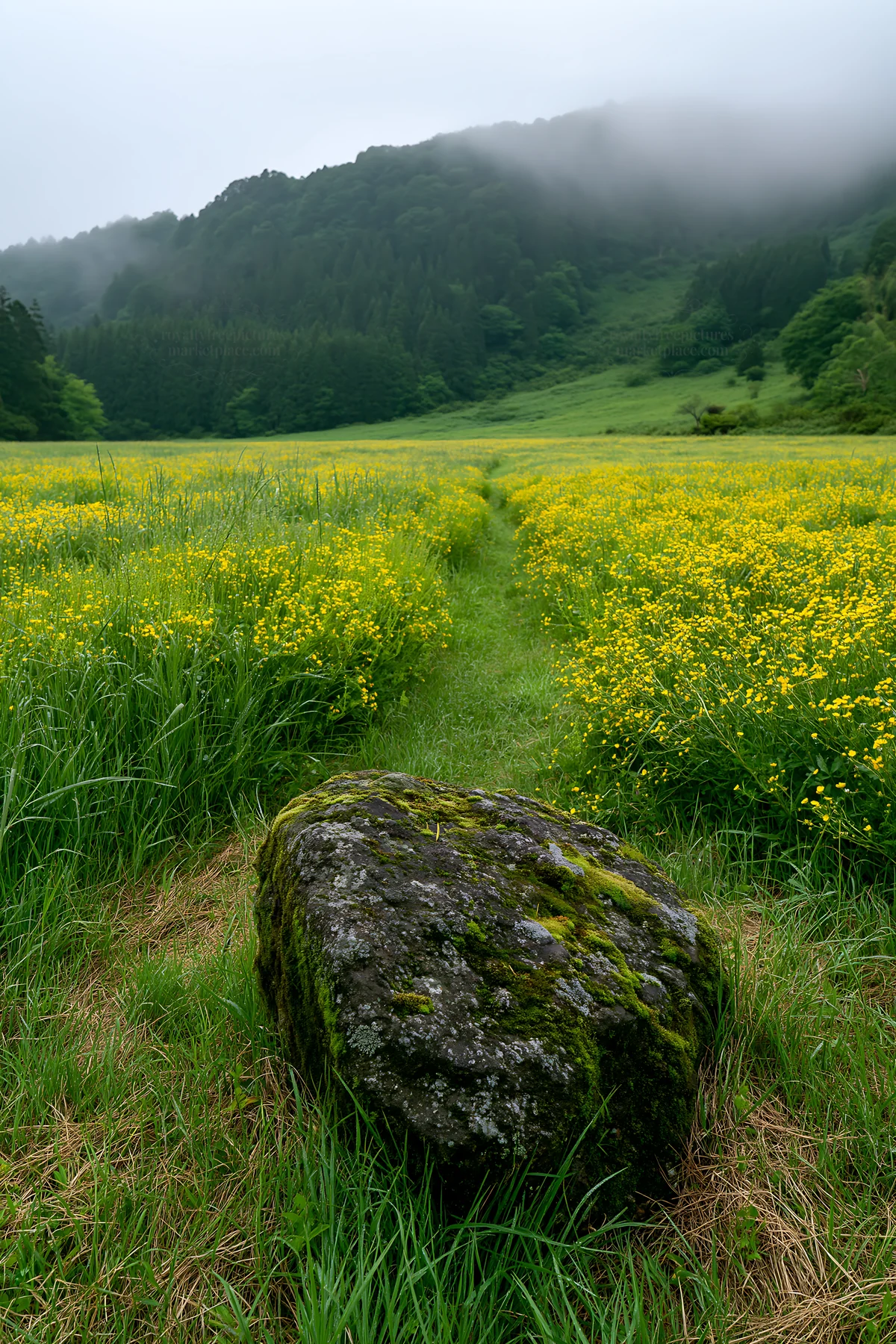 Misty meadow with moss covered stone in Shimane - AI-generated stock image