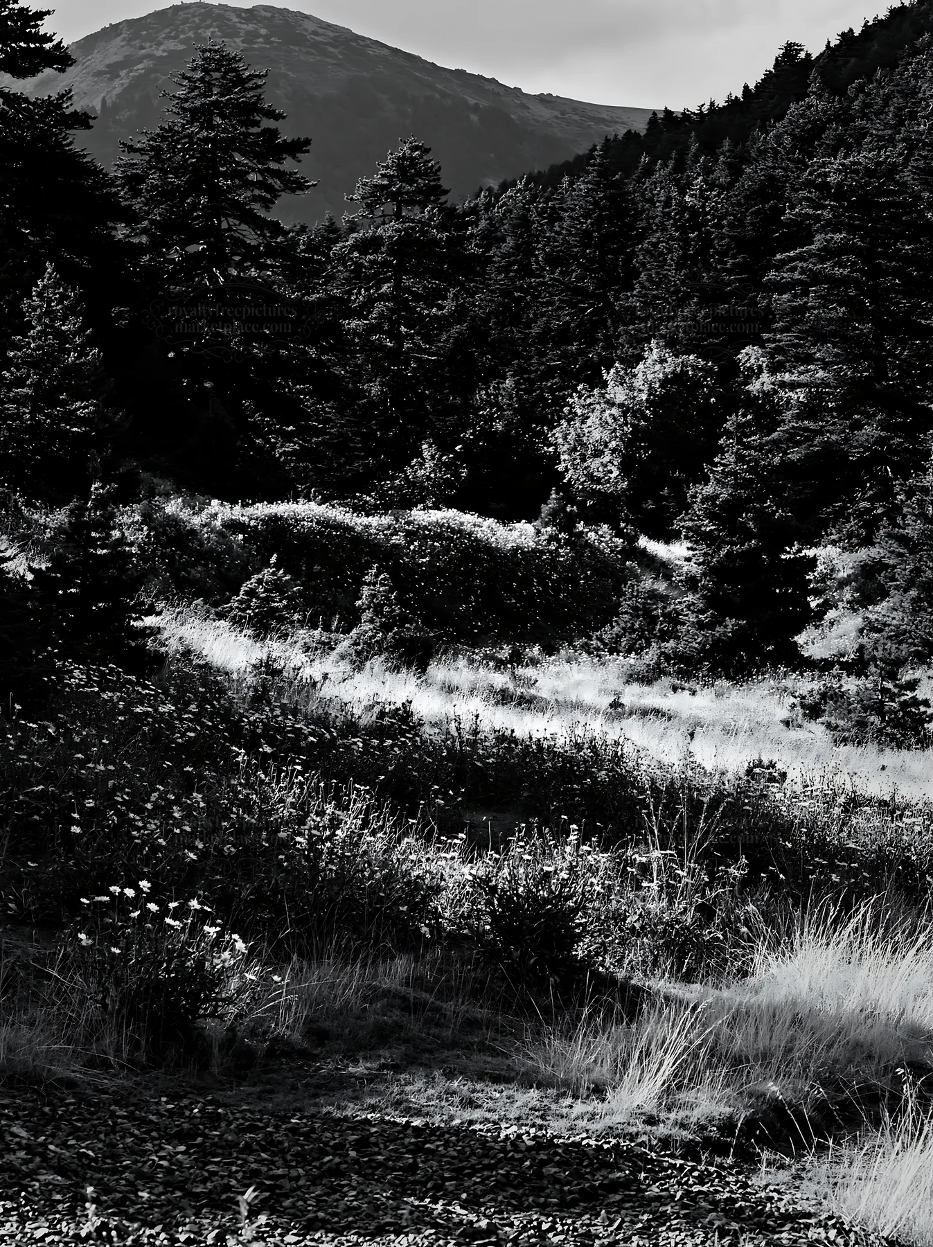 Regenerative meadow in black and white under mountain backdrop - AI-generated stock image