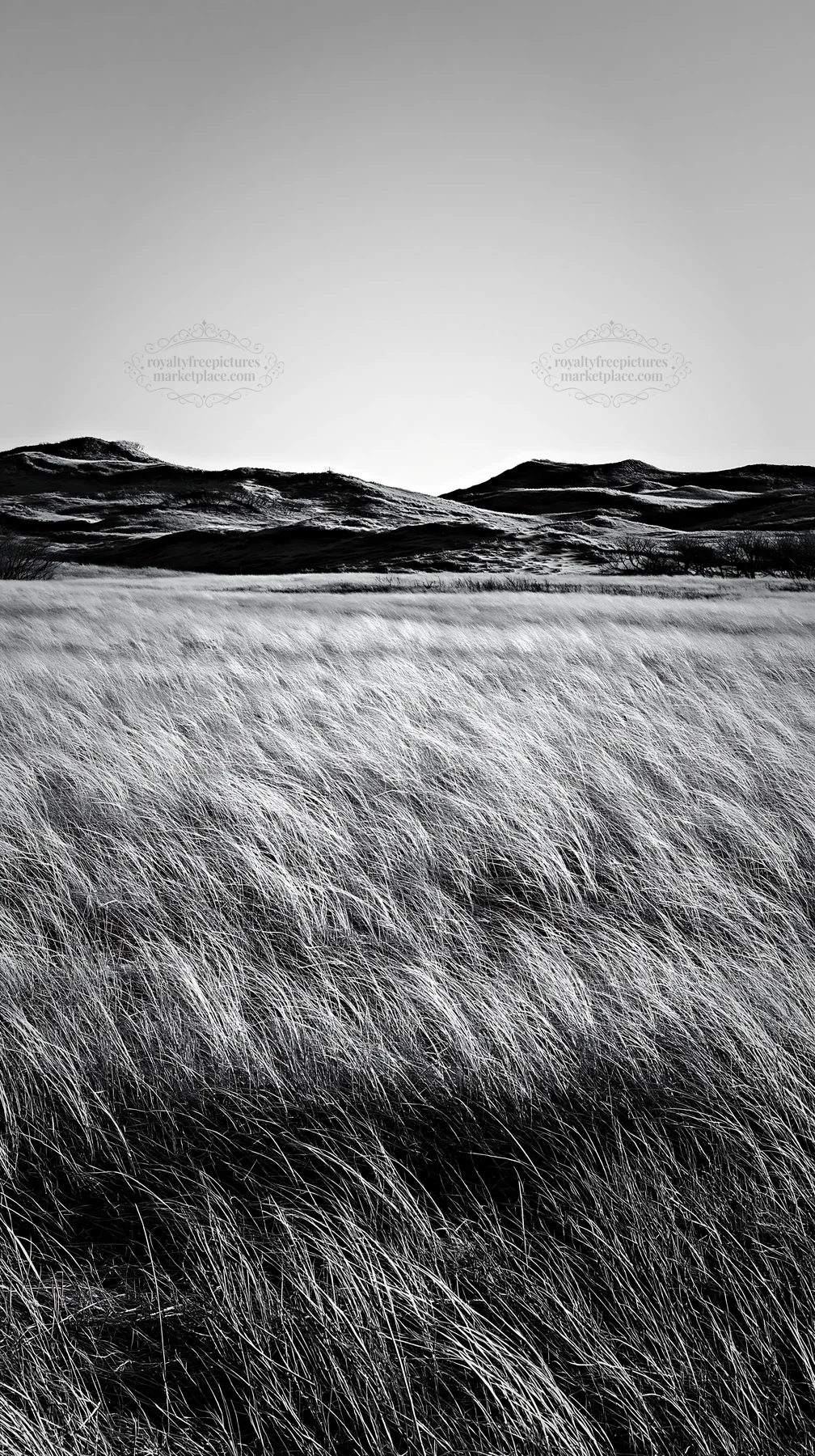 Black and white tottori windy meadow with dune grasses under clear blue sky - AI-generated stock image