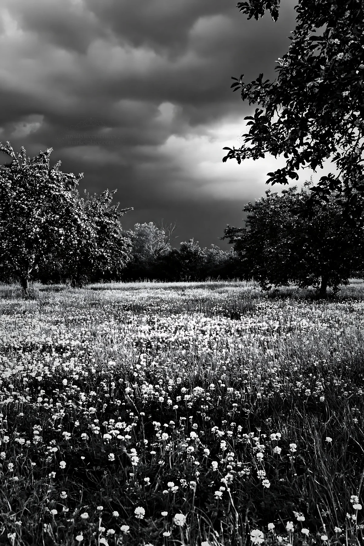Spring orchard meadow with flowers and dark clouds - AI-generated stock image
