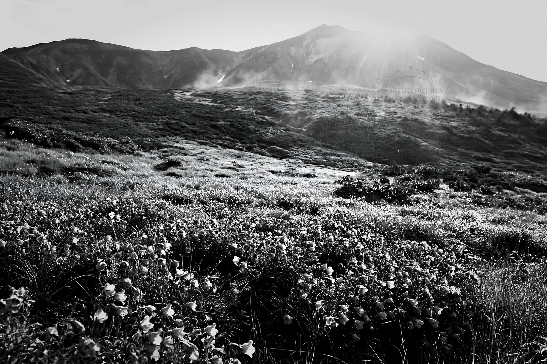 Light rays in Daisetsuzan alpine meadow - AI-generated stock image
