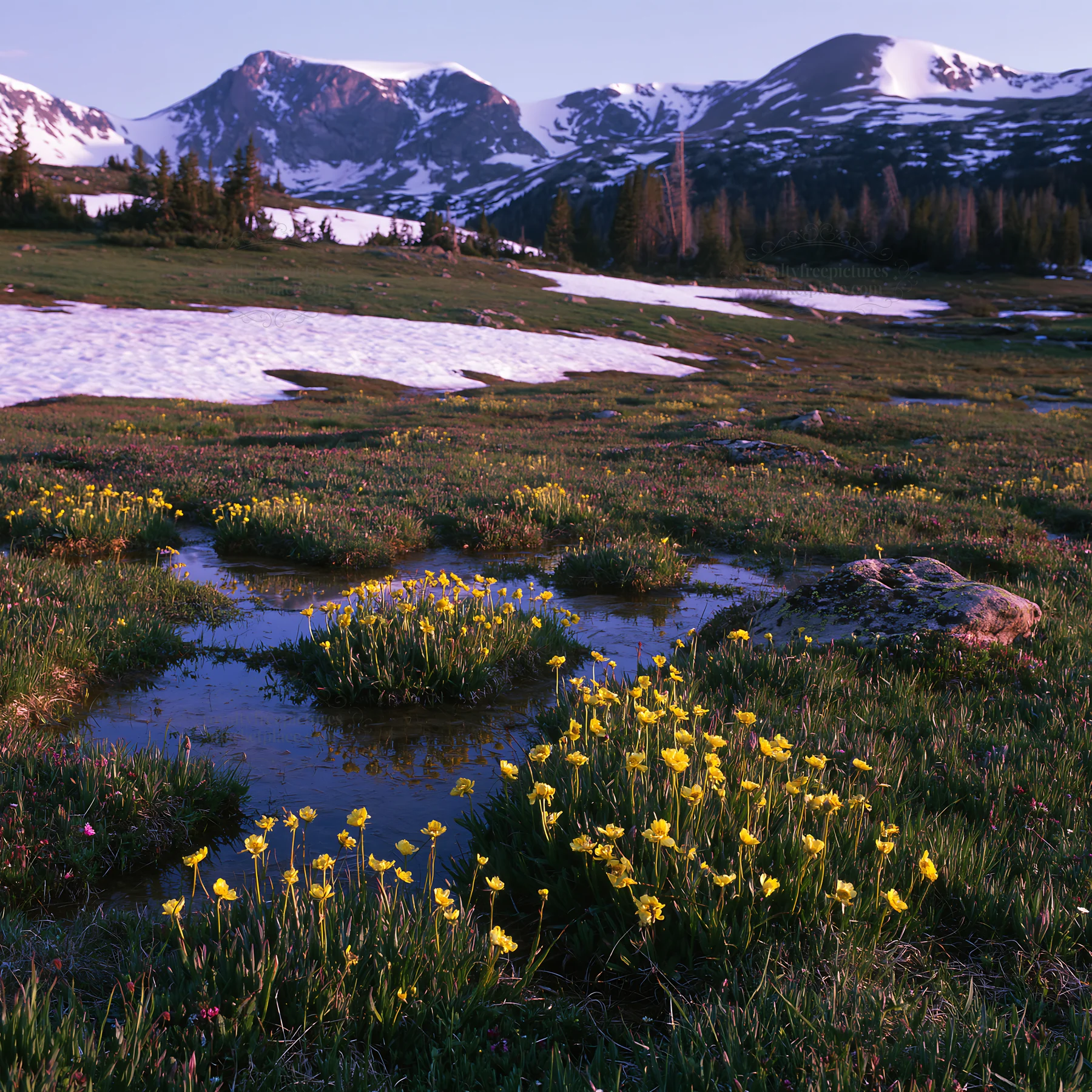 Snowy Rocky Mountain Park meadow with flowers and mountains - AI-generated stock image