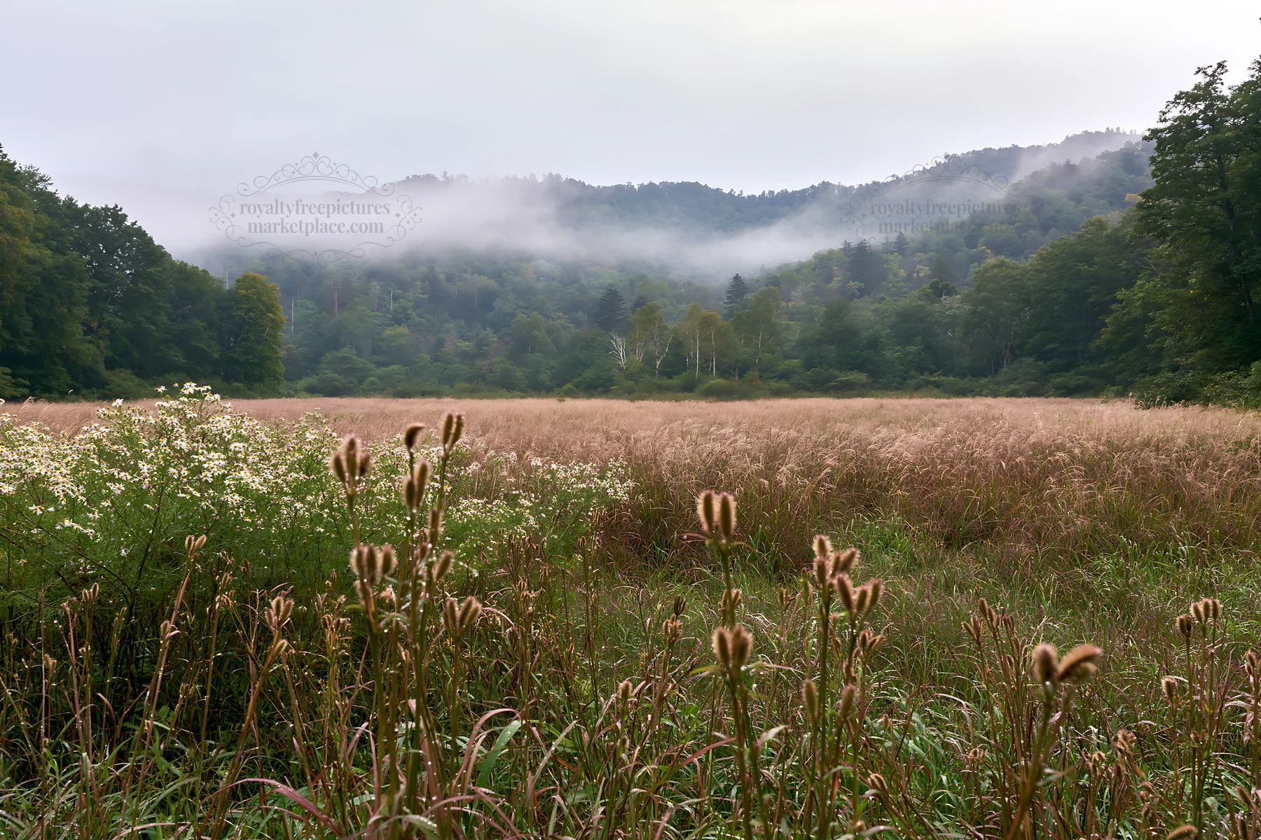 Iwate rain refreshed meadow seedhead foreground - AI-generated stock image