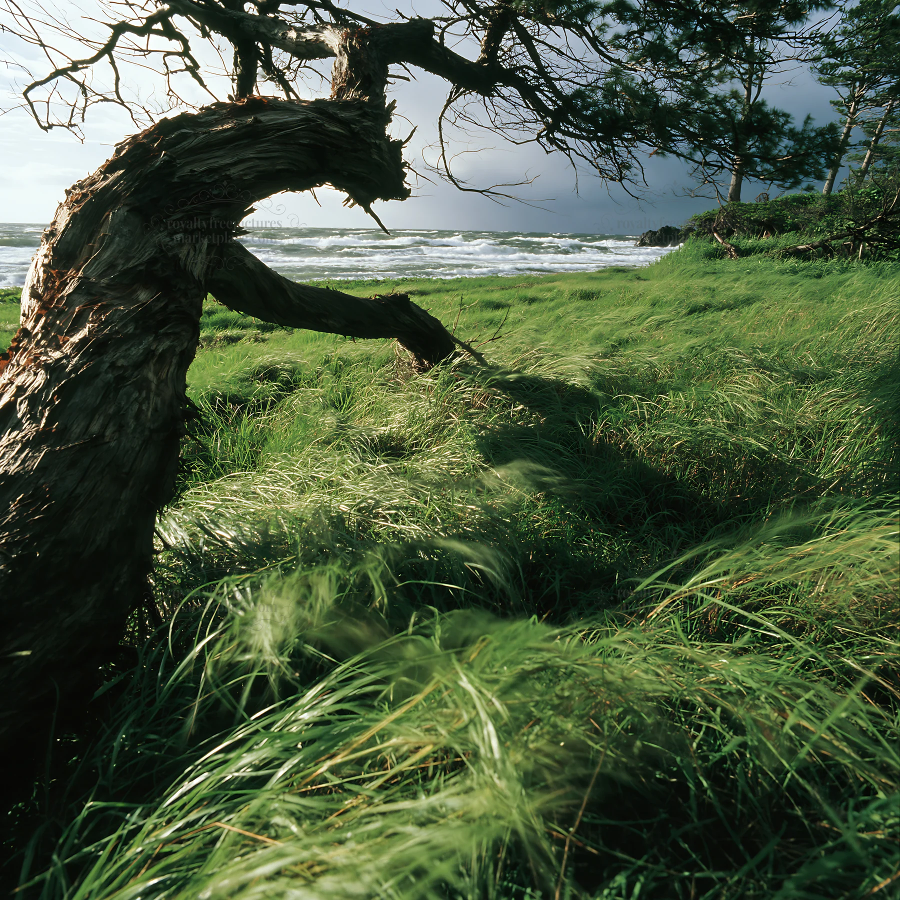 Ishikawa coastal meadow storm washed driftwood under gray sky - AI-generated stock image