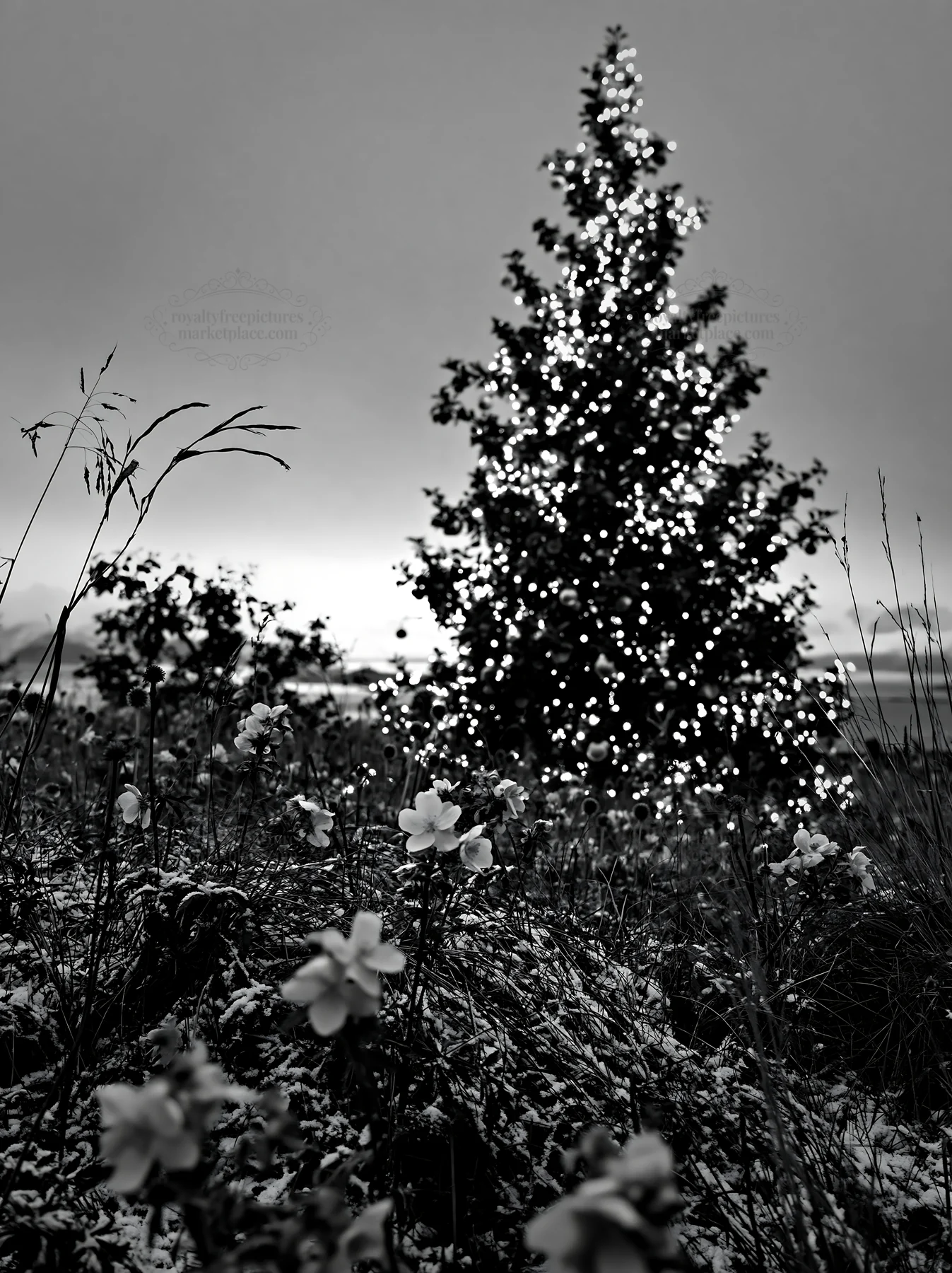Christmas apple tree with lights in a meadow - AI-generated stock image