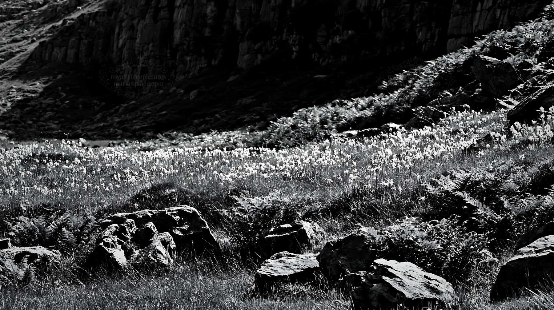 Biodiverse meadow with rocks and ferns in black and white - AI-generated stock image