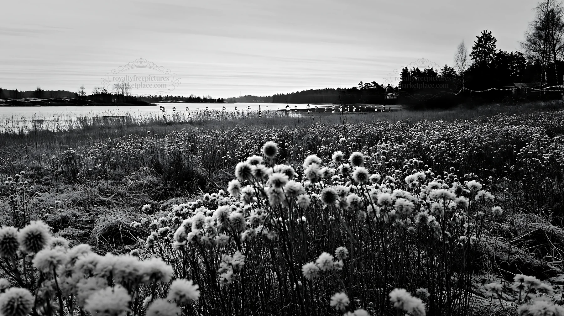 Frost-covered seedheads in Christmas meadow near lake - AI-generated stock image
