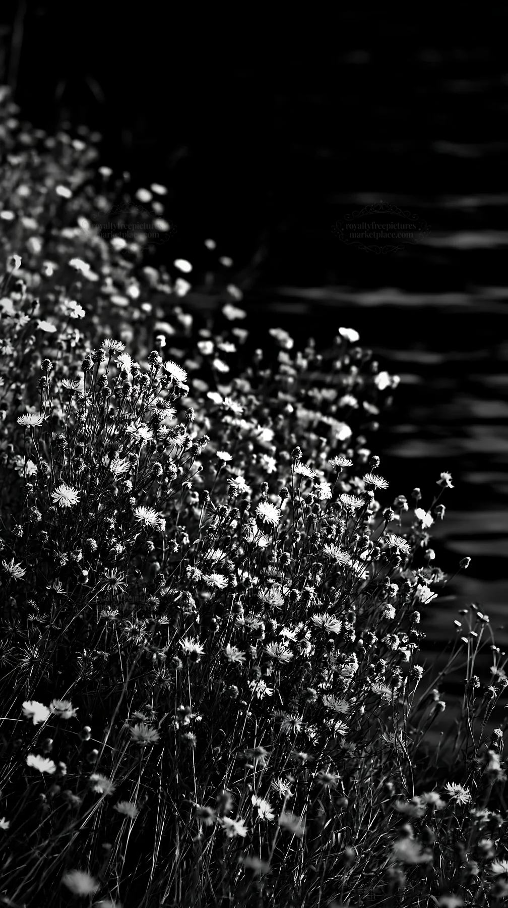 Black and white german lakeside meadow with wildflowers near the water - AI-generated stock image