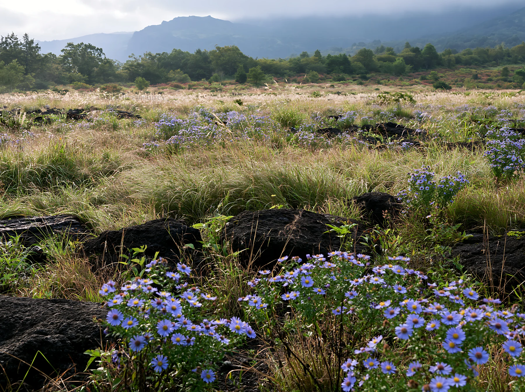 Biodiverse Nagano silver grass meadow with dew and blue flowers - AI-generated stock image