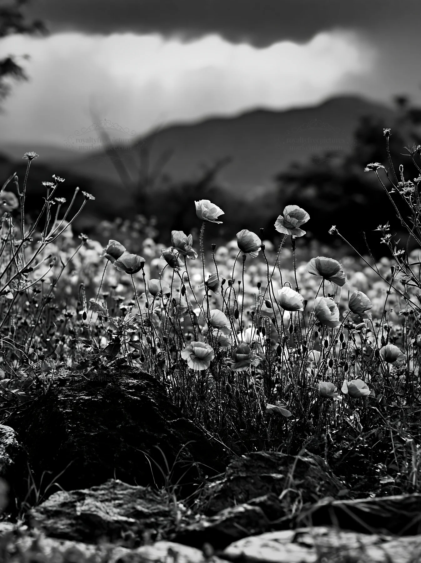 Wildflower meadow in Kyoto during spring with rocky foreground - AI-generated stock image