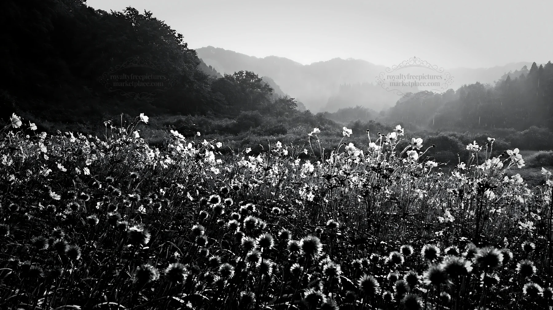 Black and white iwate rain refreshed meadow seedhead foreground - AI-generated stock image