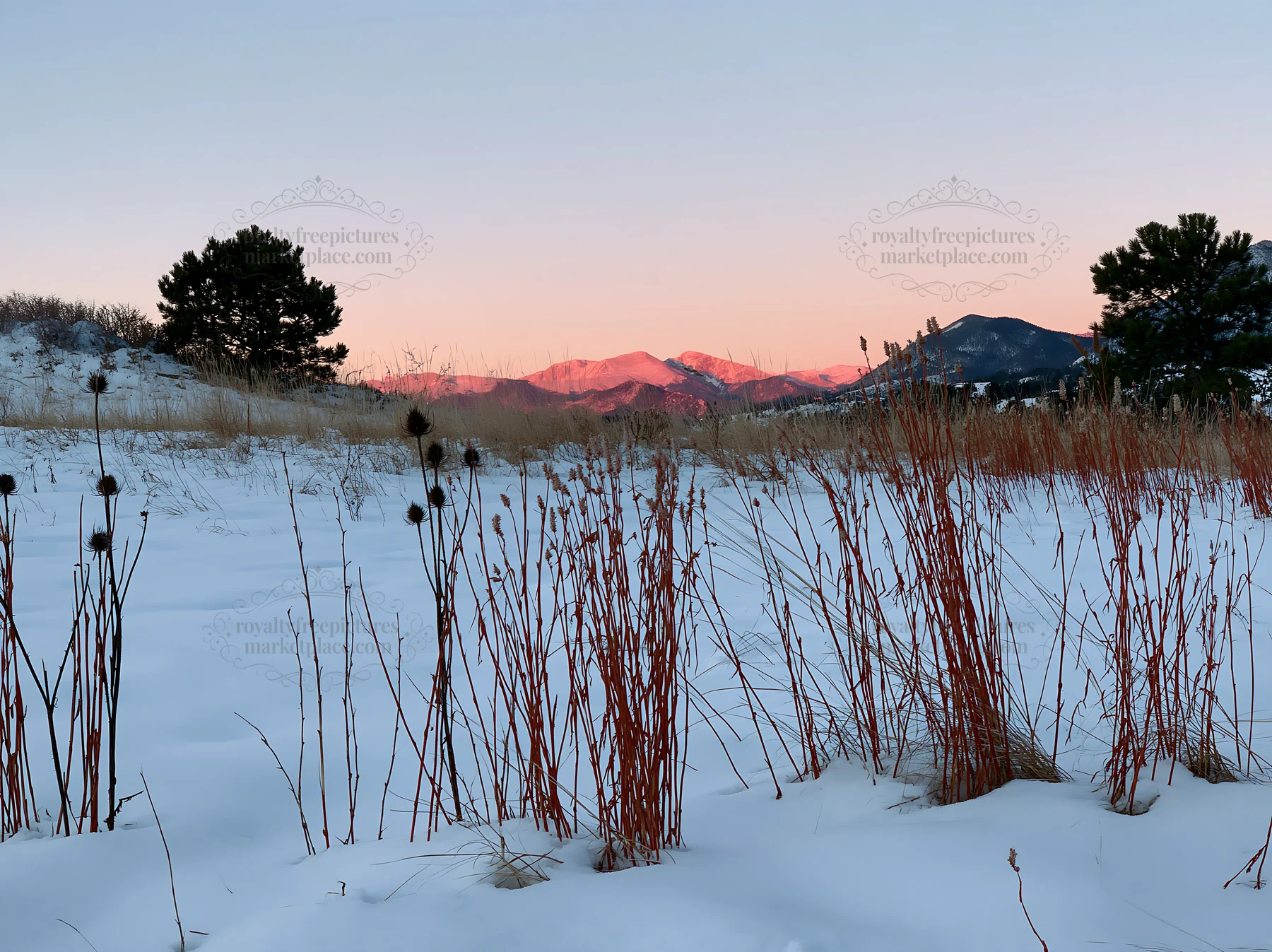 Snowy meadow with red plants against mountain backdrop at dawn - AI-generated stock image