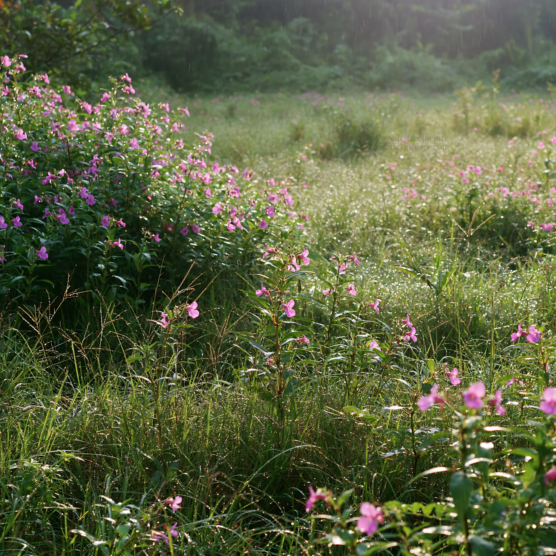 Kochi monsoon meadow with rain beaded pink grasses - AI-generated stock image