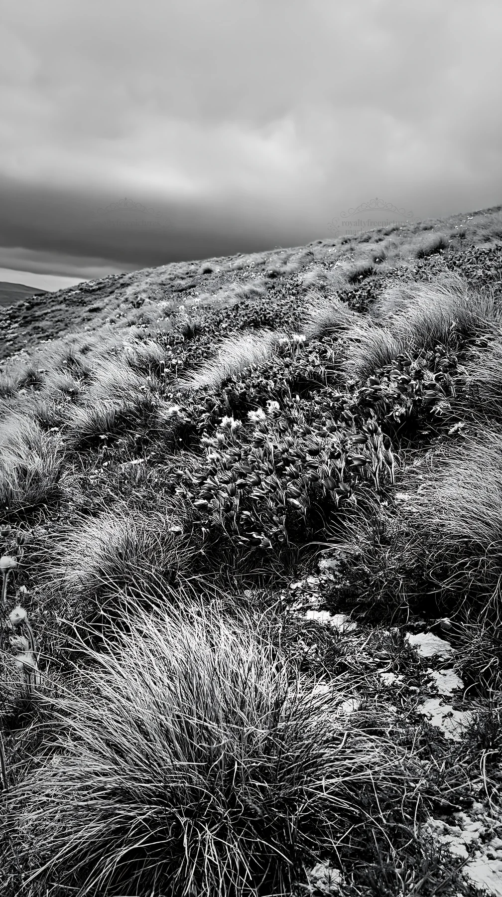 Cloudy grassland meadow with natural copy space - AI-generated stock image