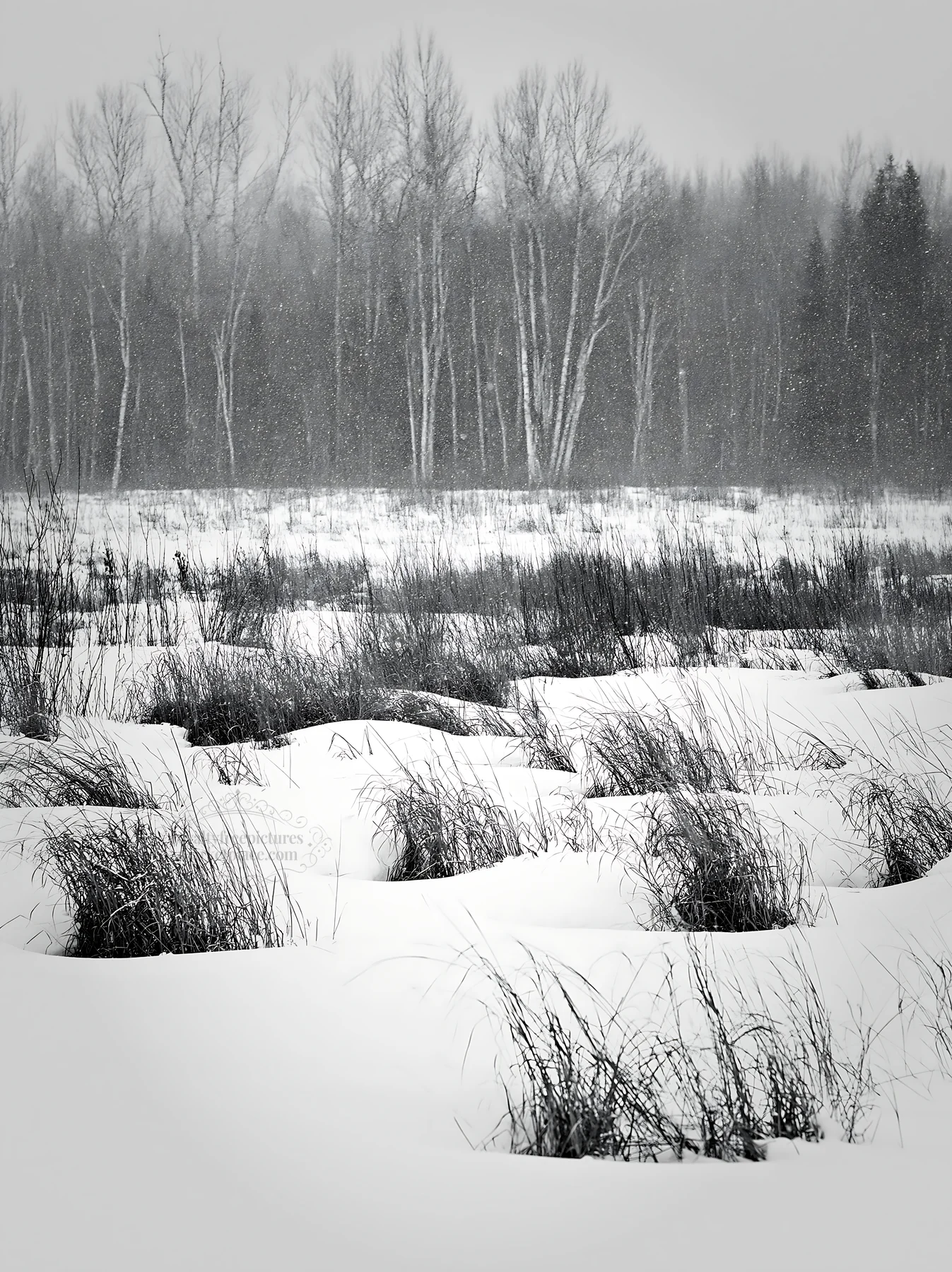 Snowbound meadow with grass and trees in a winter scene - AI-generated stock image