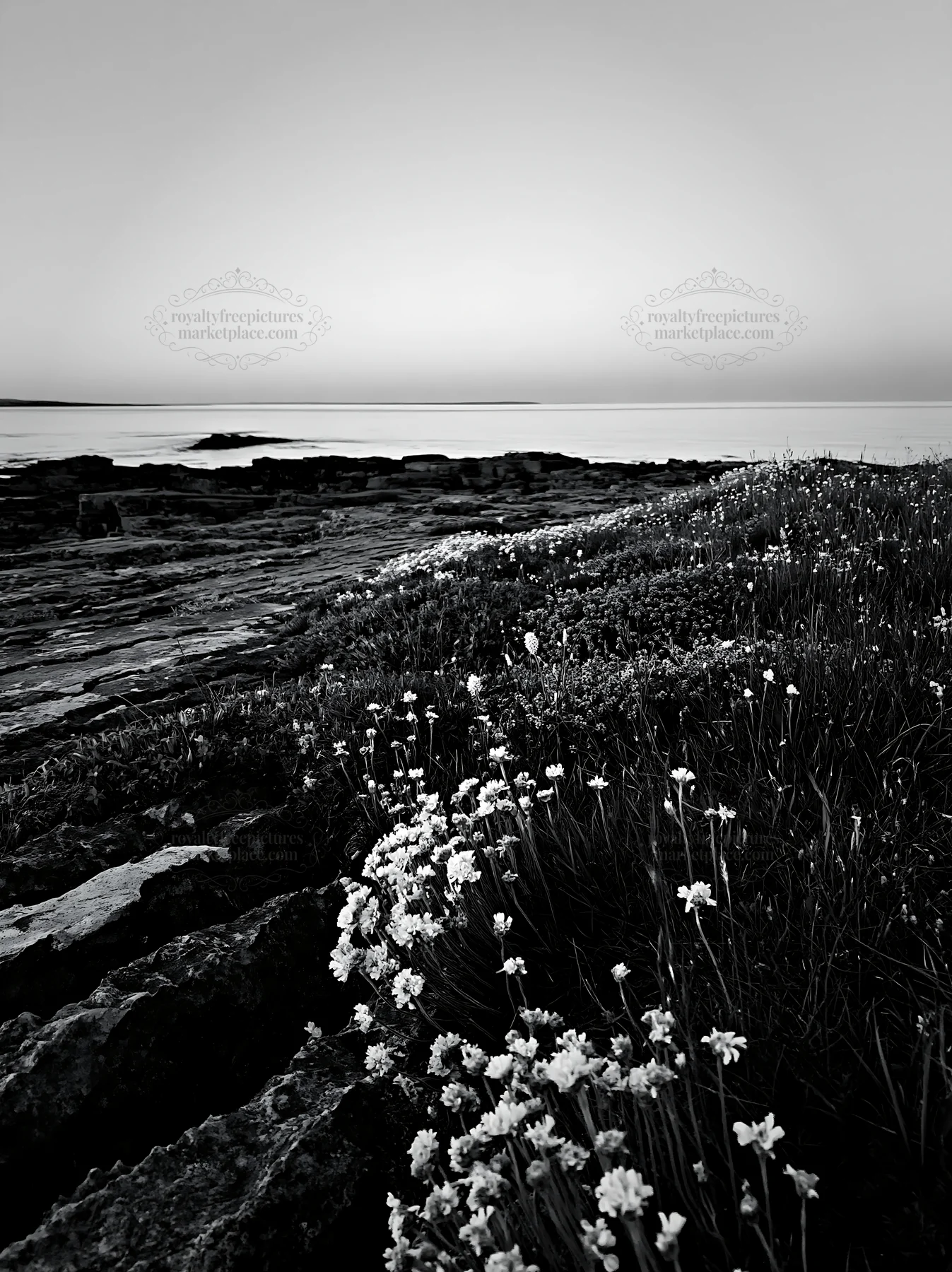Biodiverse meadow by the ocean at dusk - AI-generated stock image