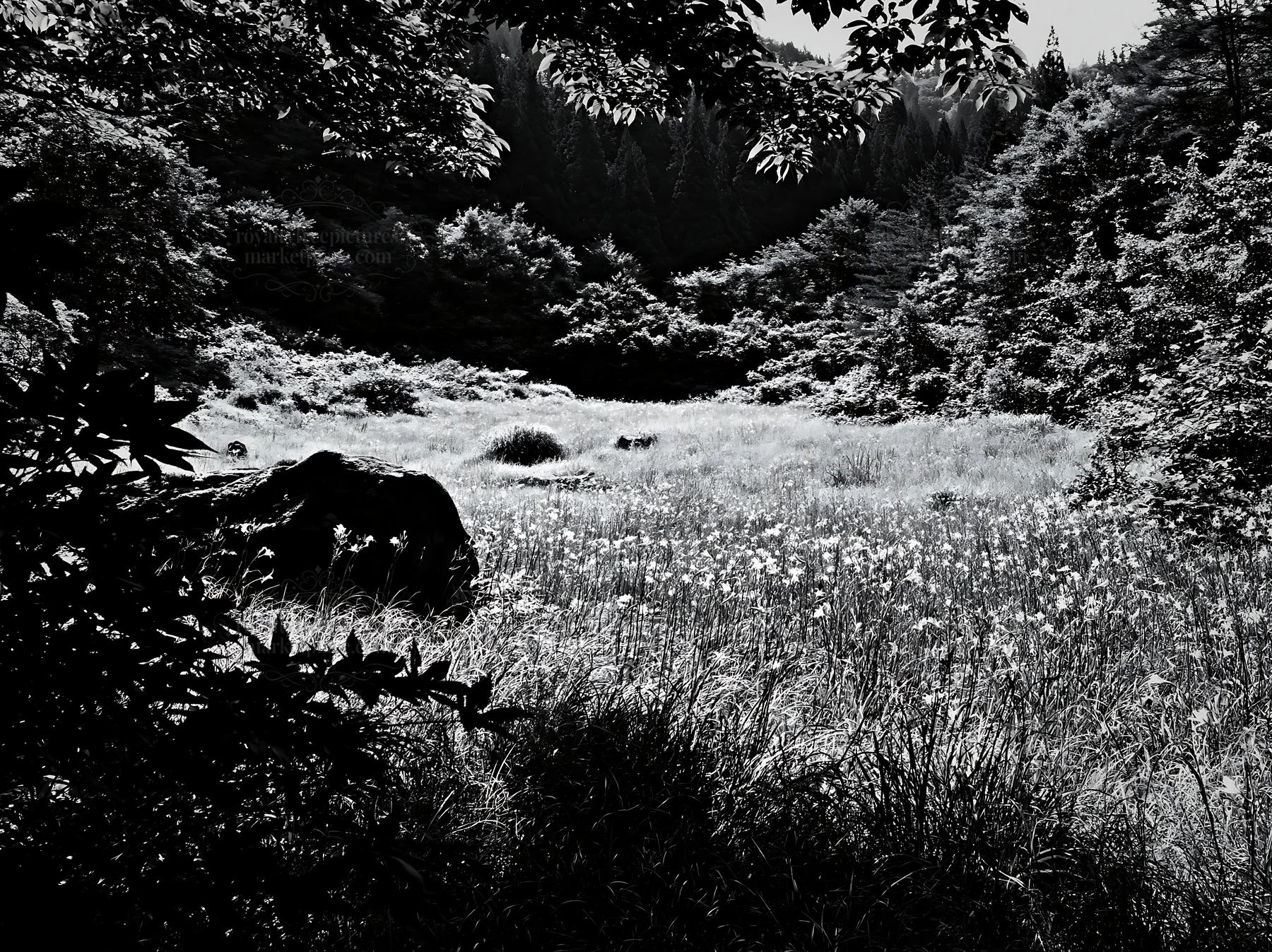 Meadow with boulder in Aomori surrounded by trees - AI-generated stock image