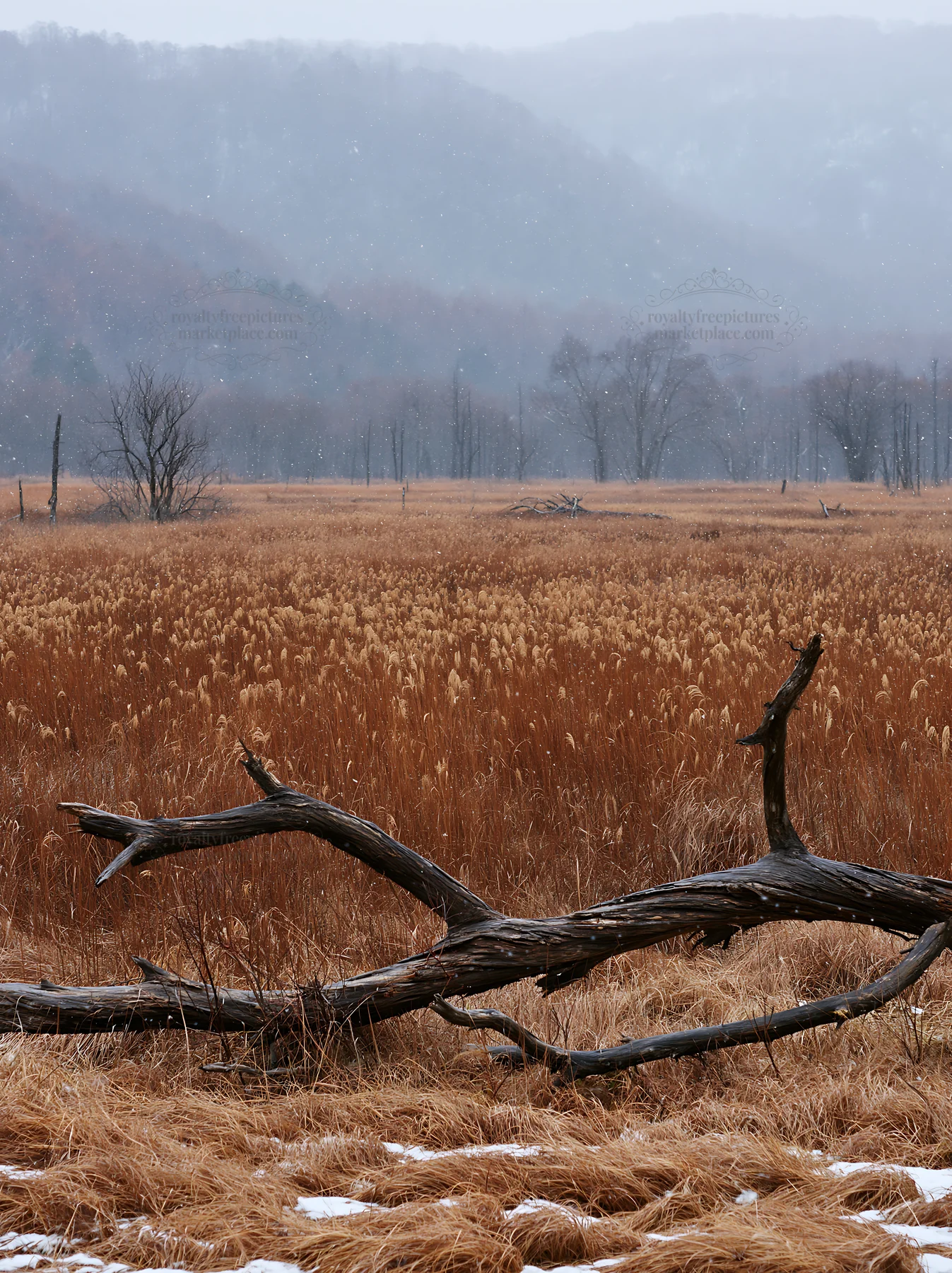 Yamagata rewilded meadow fallen branch foreground under gray sky - AI-generated stock image