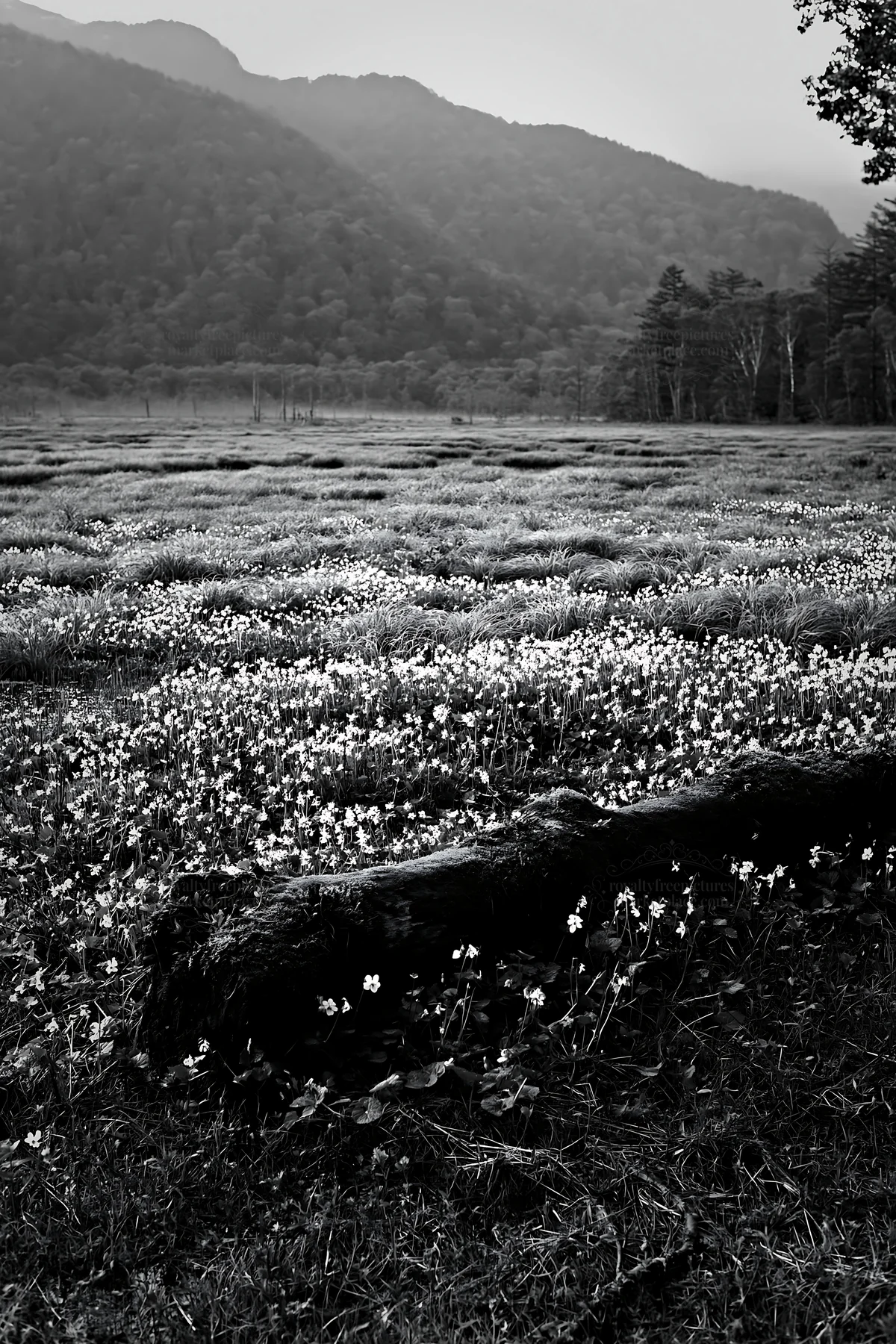 Black and white gifu low carbon meadow mossy log in a natural setting with flowers - AI-generated stock image