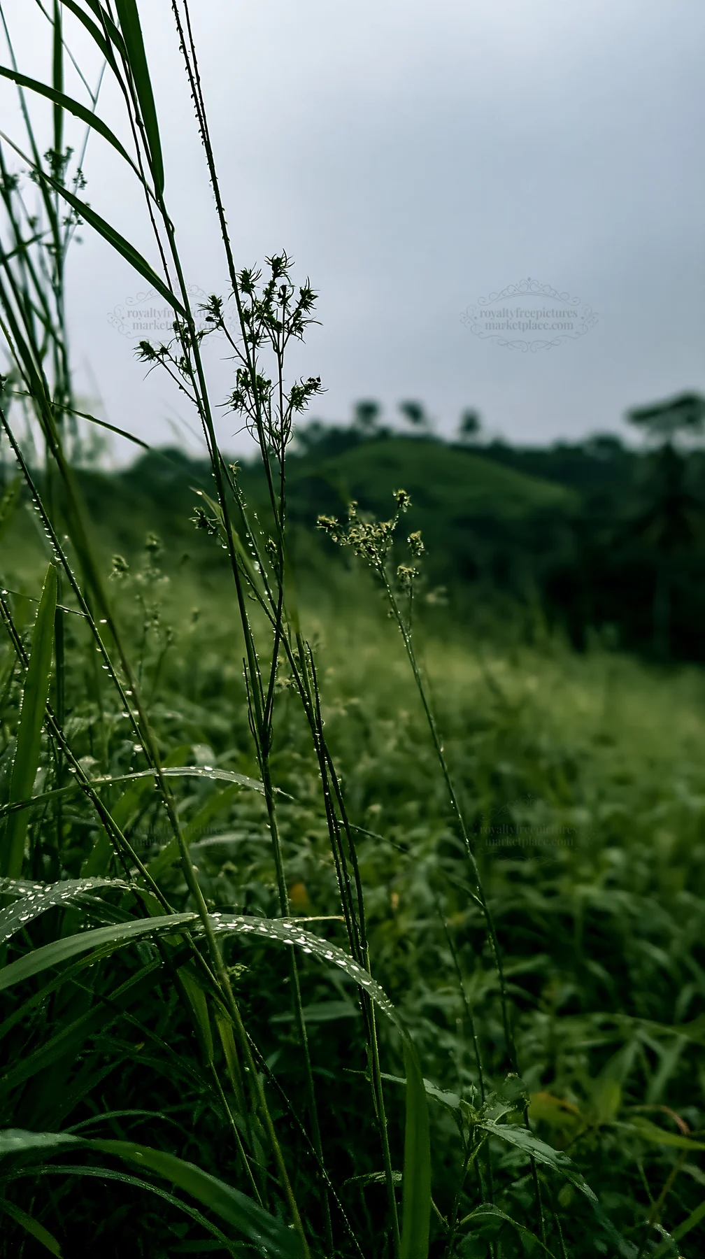 Kochi monsoon meadow rain beaded grasses glistening in the rain - AI-generated stock image