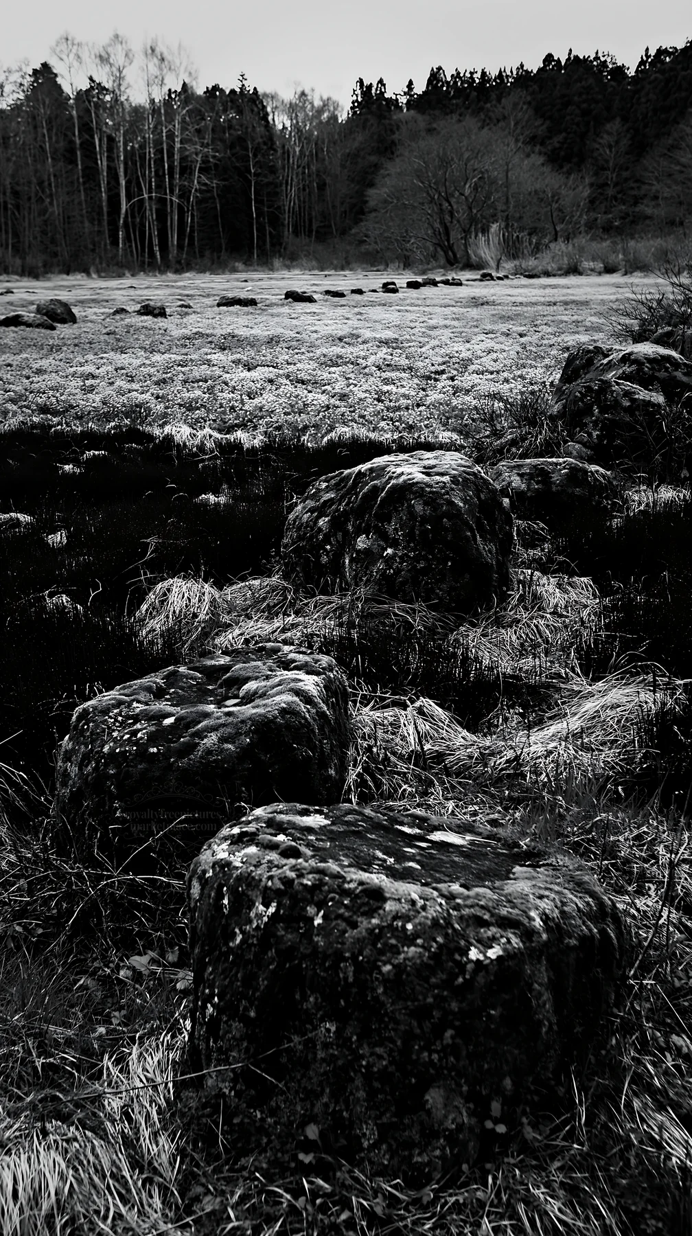 Miyagi spring meadow with mossy stones at dusk - AI-generated stock image