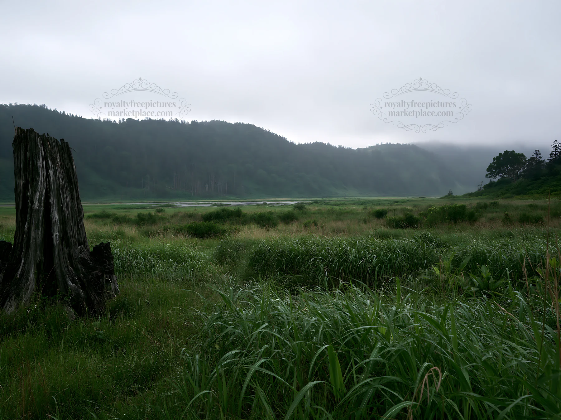 Fukushima native meadow with weathered stump in overcast setting - AI-generated stock image