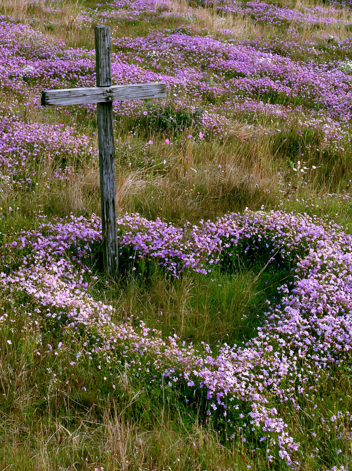 Wooden Christian cross surrounded by flowers in meadow - AI-generated stock image