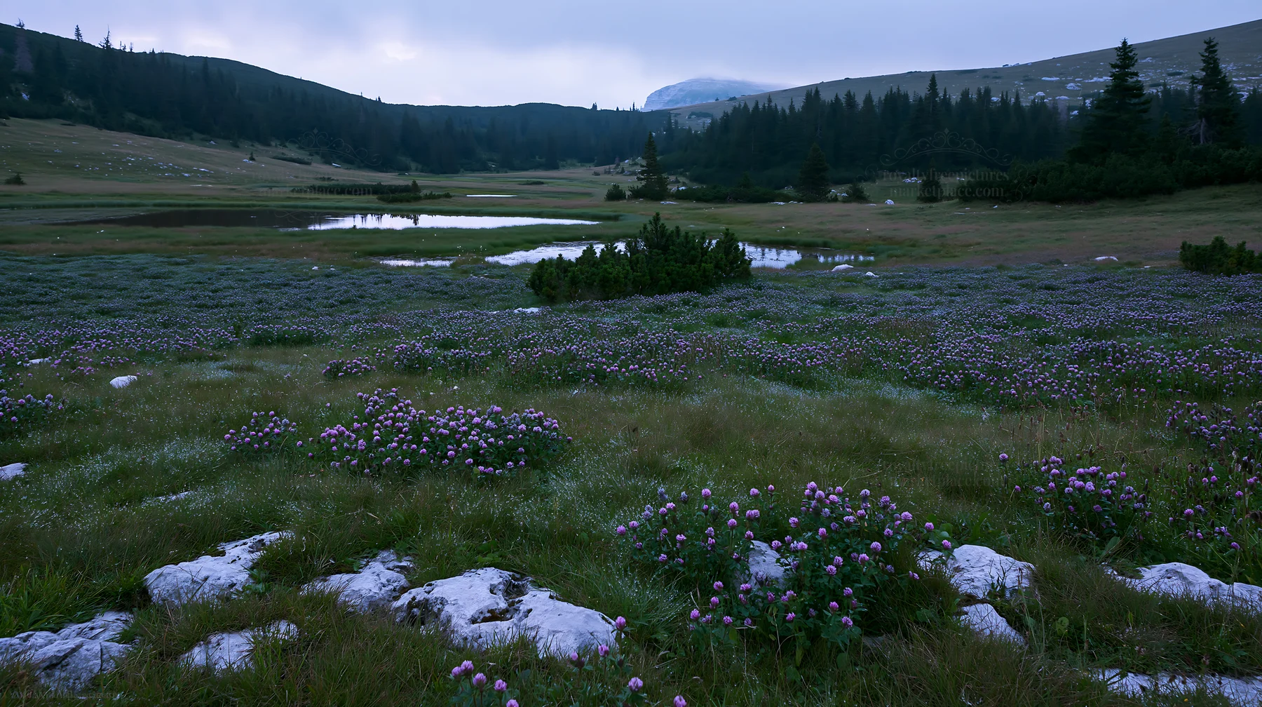 Clover speedwell meadow during cloudy weather - AI-generated stock image