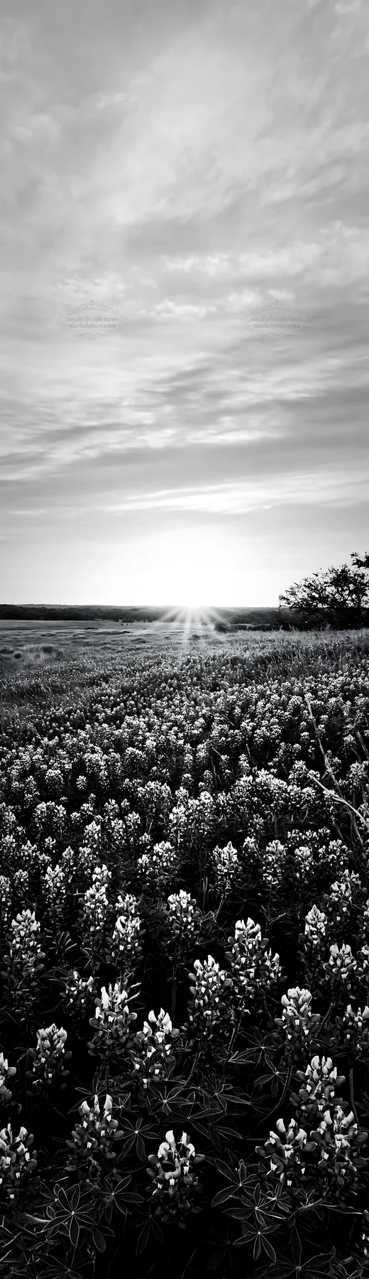 Bluebonnet meadow at sunrise in black and white - AI-generated stock image
