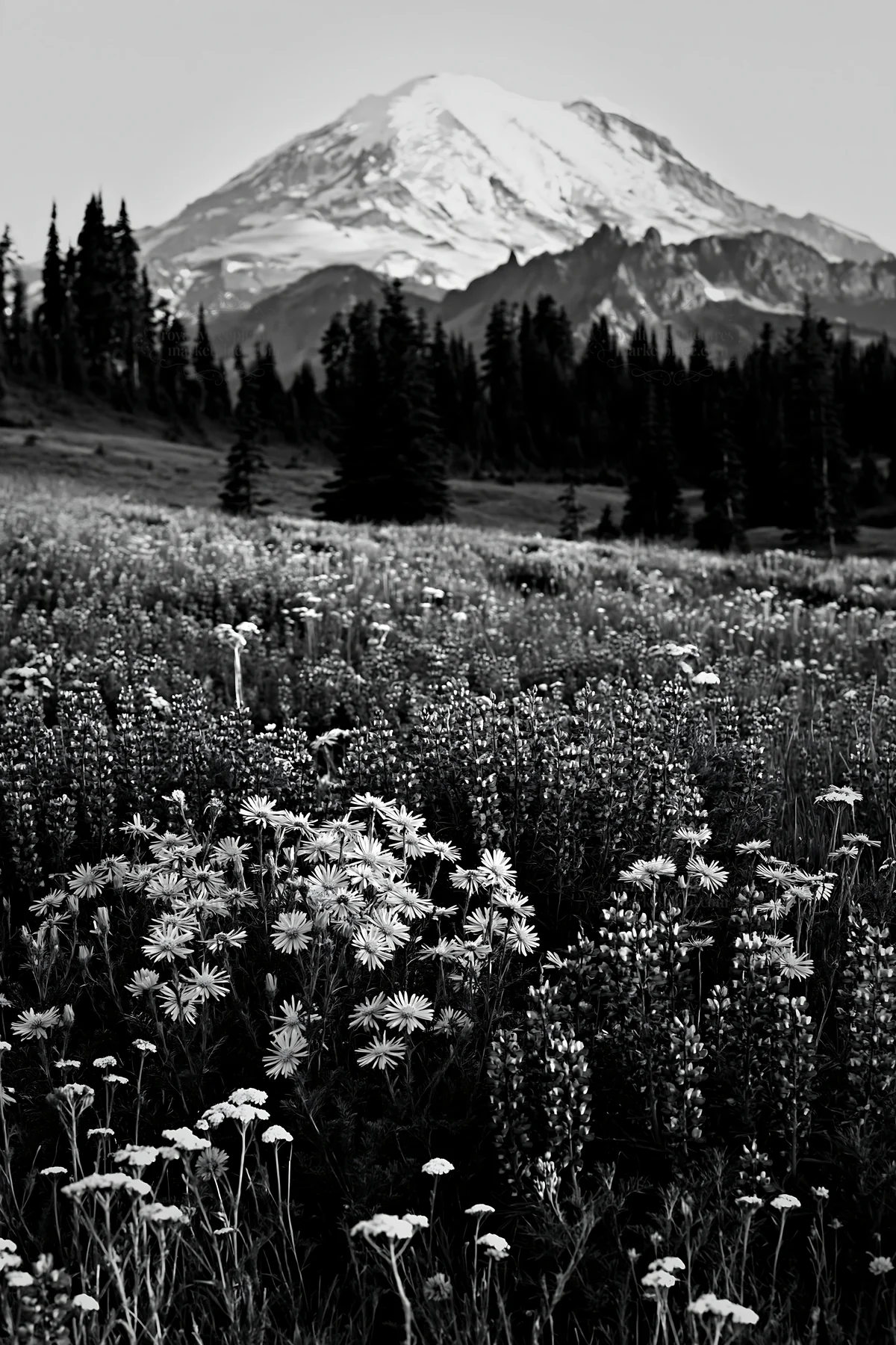 Mount Rainier wildflower meadow at sunrise - AI-generated stock image