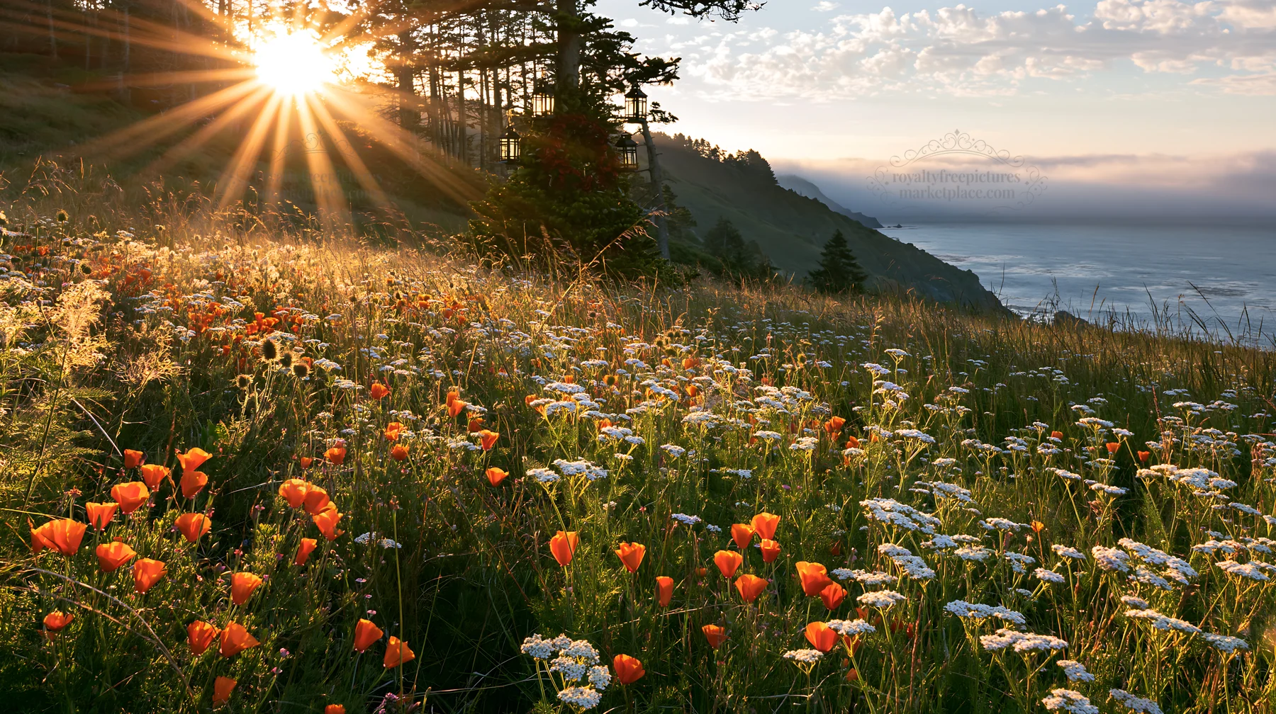 Christmas tree in meadow with sunbeams shining through forest - AI-generated stock image