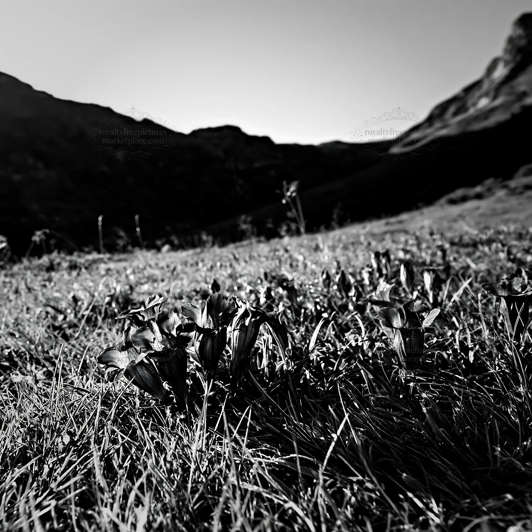 Flower meadow below a cascade in black and white - AI-generated stock image