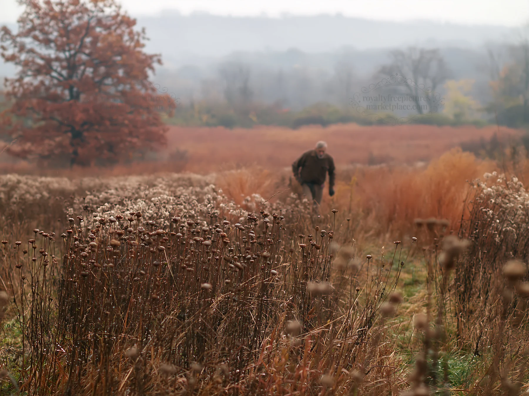 Man walking through a meadow in autumn - AI-generated stock image
