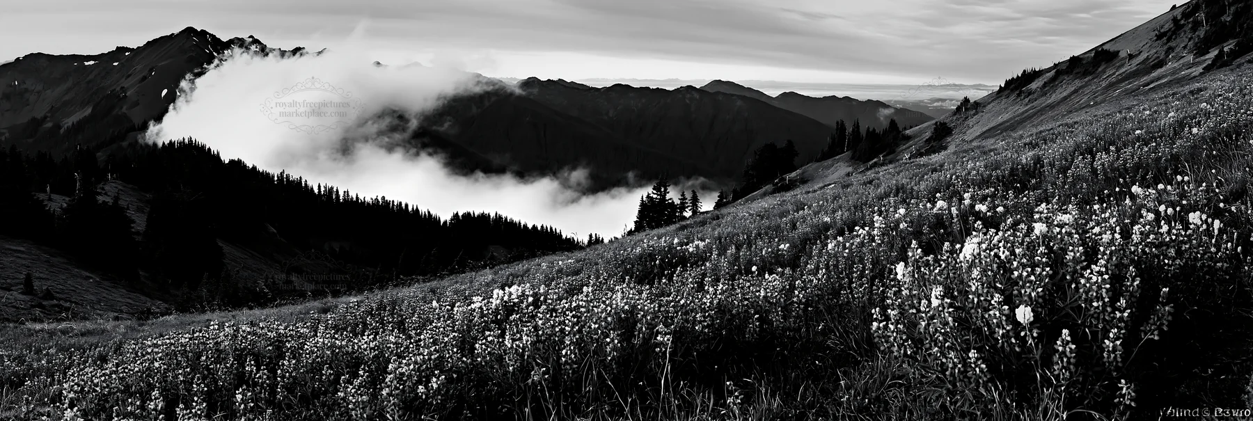 Black and white colorful lupine meadow surrounded by mountains and clouds - AI-generated stock image