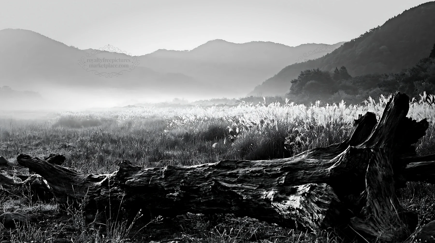 Wakayama autumn meadow with weathered wood in foreground - AI-generated stock image