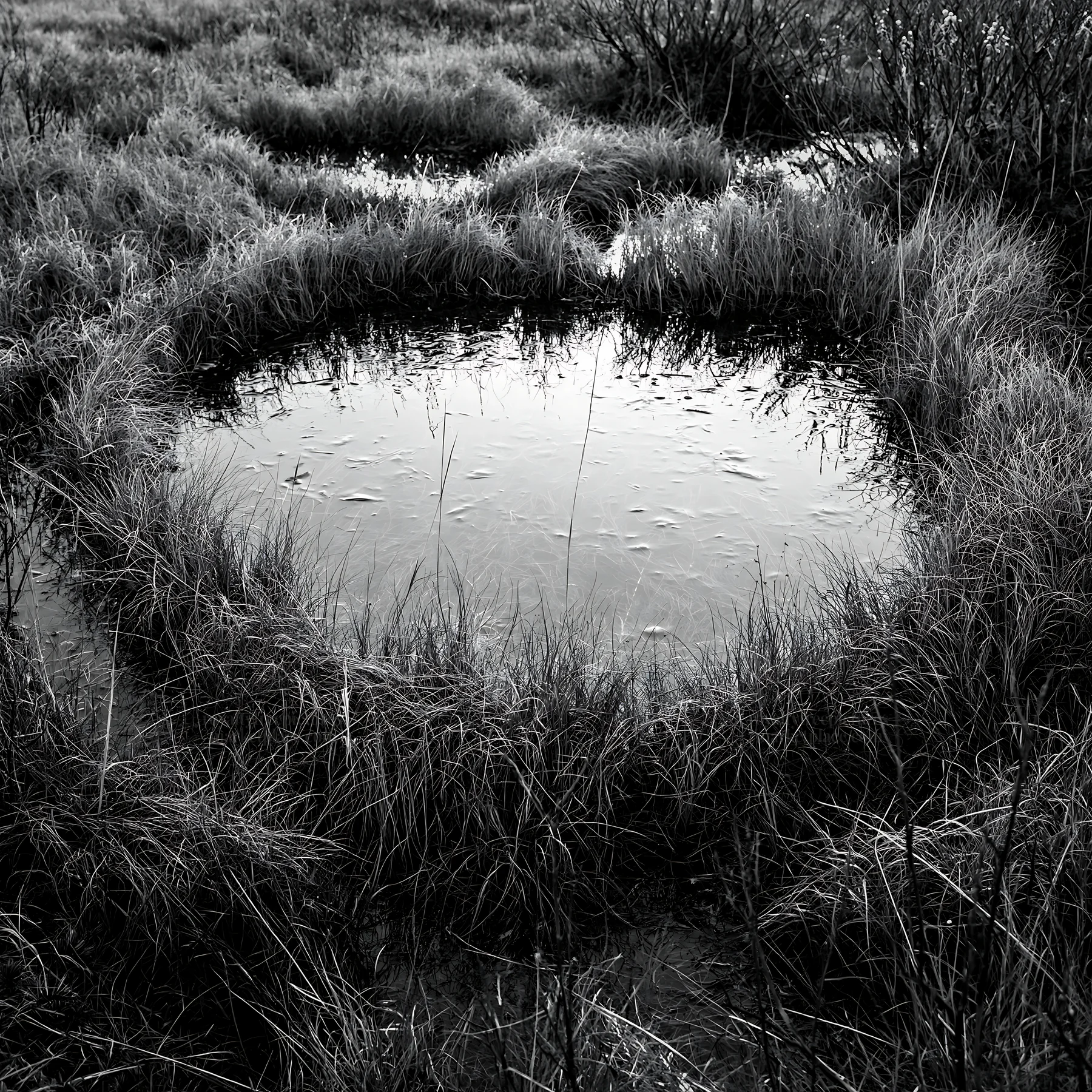 Black and white akita snowmelt meadow with silver grasses shows water and plants - AI-generated stock image