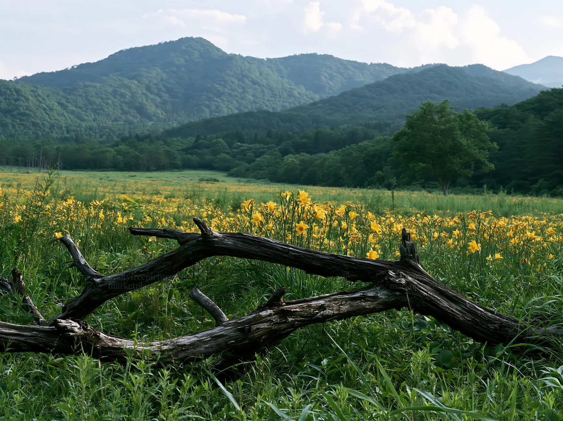 Yamagata rewilded meadow with fallen branch in foreground - AI-generated stock image