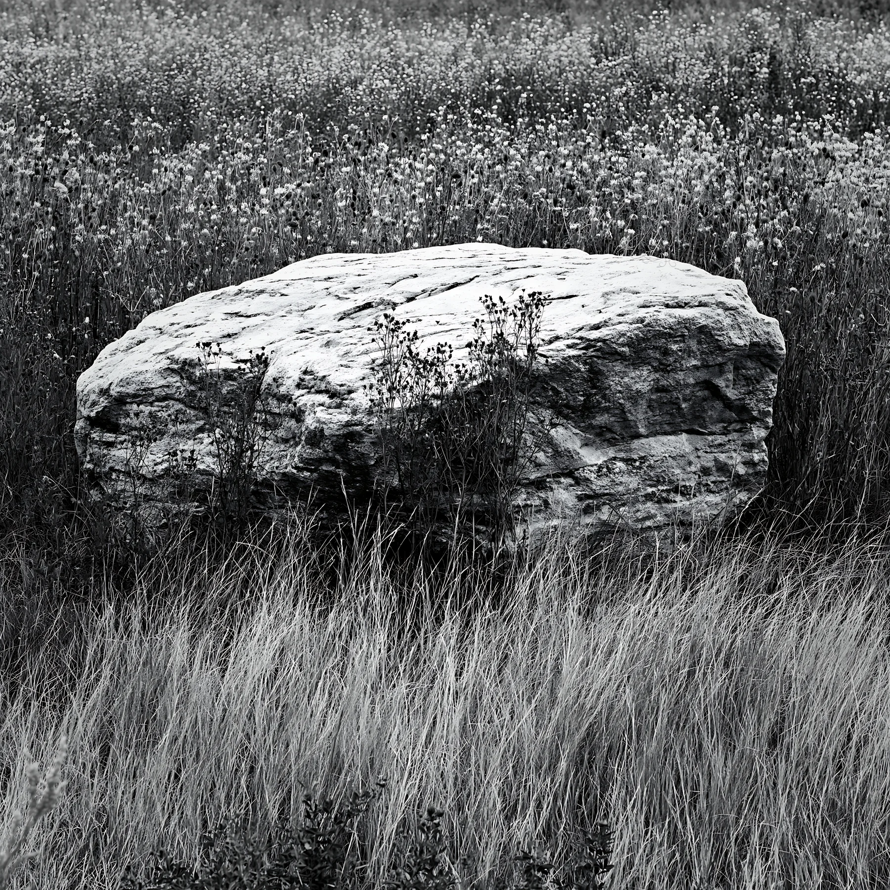 Black and white nagano drought resilient meadow granite boulder in tall grass - AI-generated stock image
